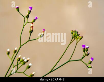 Piccolo fiore di Ironweed accanto al canale Foto Stock