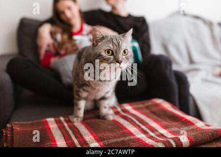 Primo piano foto di bellissimo gatto in piedi sul divano a casa con coppia sullo sfondo Foto Stock