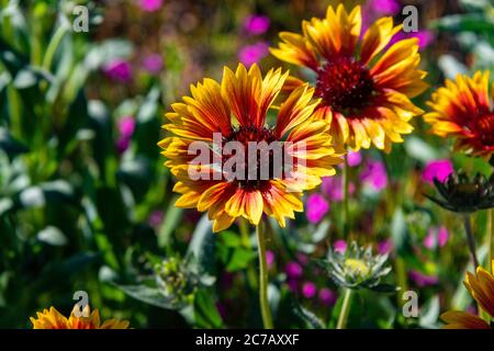 Coperta indiana in Bloom in Steamboat Foto Stock