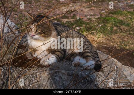 Un gatto selvaggio bello siede su una pietra. Foto Stock