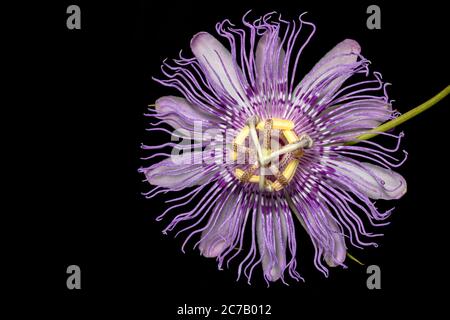 Primo piano di Maypop o Passionflower viola (Passiflora incarnata) - Brevard, Carolina del Nord, USA Foto Stock