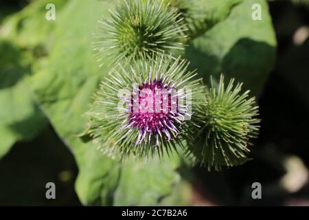 Lappa di arctio, Great Burdock. Pianta selvatica sparata in estate. Foto Stock