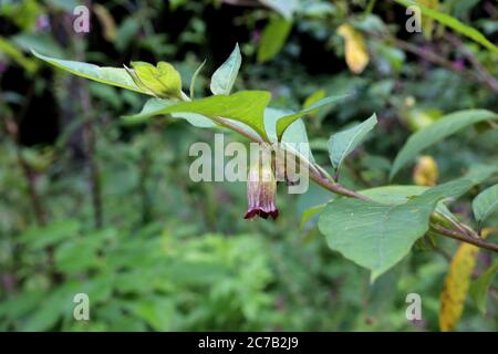 Atropa bella-donna, mortale Nightshade. Pianta selvatica sparata in estate. Foto Stock