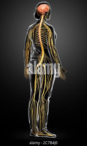 3d ha reso l'illustrazione medica accurata di un sistema nervoso femminile Foto Stock