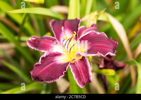 Ninfee indiano del giver (Hemerocallis, famiglia Asphodelaceae, sottofamiglia Hemerocallidoideae) che cresce in un giardino estivo. Foto Stock