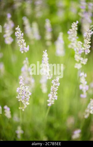 Lavanda (Lavandula angustifolia, famiglia Lamiaceae) in varietà Hidcote che cresce in un giardino estivo. Foto Stock