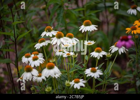 fiori bianchi (echinacea) in piena fioritura Foto Stock