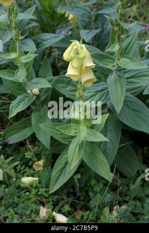 Digitale grandiflora, guanto giallo Foxglove grande. Pianta selvatica sparata in estate. Foto Stock