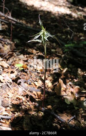 Epipelactis purata, violetta Helleborine. Pianta selvatica sparata in estate. Foto Stock