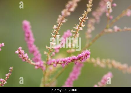 Tamarix parviflora, noto anche come tamarisco di vaiolo, con i suoi piccoli fiori rosa, è una specie invasive in Nord America. Foto Stock