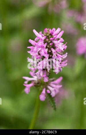 Betonica officinalis, conosciuta come hedgenortica comune, betonia, betonia porpora, betonia del legno, vescovado, o erba del vescovo, a volte usata come medicina di erbe. Foto Stock