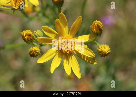 Jacobaea vulgaris - pianta selvatica sparata in estate. Foto Stock