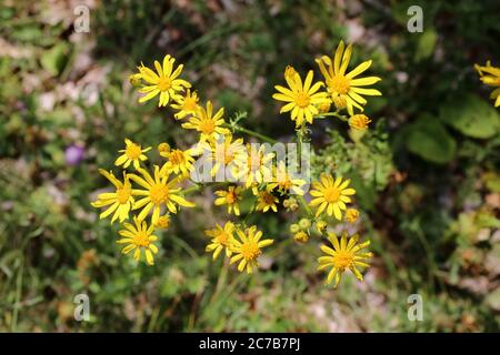 Jacobaea vulgaris - pianta selvatica sparata in estate. Foto Stock