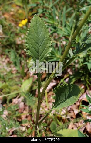 Jacobaea vulgaris - pianta selvatica sparata in estate. Foto Stock