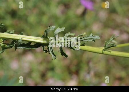 Jacobaea vulgaris - pianta selvatica sparata in estate. Foto Stock