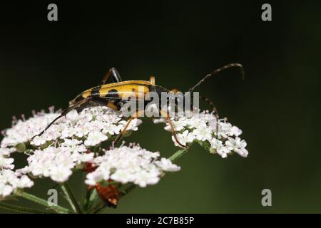 Un bel tegolo nero e giallo, Rutpela maculata, che si stese da un fiore selvatico. Foto Stock