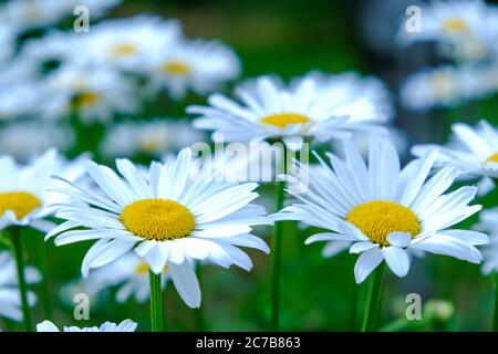Margherite in un campo con erba, meravigliose baisie favolose su un prato d'estate. Margherite bianche. Leucanthemum vulgare Foto Stock