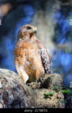 Un ritratto stupefacente di una bella Hawk a spalla rossa (Buteo lineatus) catturata in perfetta luce solare della prima sera. Nota il contrasto di questo falco o Foto Stock