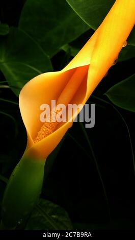 Nuova foglia emergente con gambo rosa da pianta di orecchio di Elephant. Fiore dell'orecchio dell'Elefante gigante. Foto della closeup di gemme, setti e ricettacoli Foto Stock