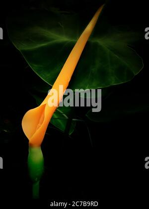 Nuova foglia emergente con gambo rosa da pianta di orecchio di Elephant. Fiore dell'orecchio dell'Elefante gigante. Foto della closeup di gemme, setti e ricettacoli Foto Stock