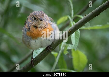 Primo piano ritratto di un giovane rapina, Erithacus rubbecula, arroccato su un ramo in un cespuglio rivolto in avanti. Foto Stock