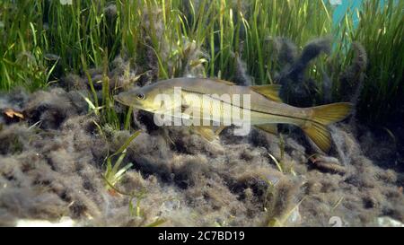 Un snook selvaggio (Centropomus undecimalis) si muove oltre un letto di erba di anguilla alla ricerca di preda. Snook sono pesci di selvaggina altamente pregiati in Florida, e fanno eccelire Foto Stock