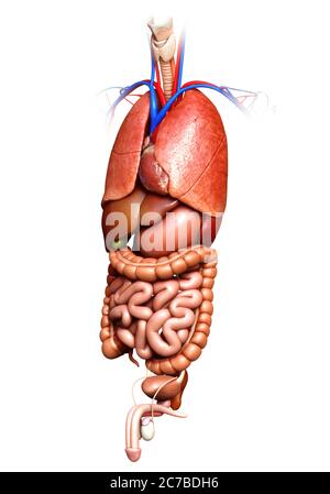 rappresentazione 3d con precisione medica degli organi interni Foto Stock