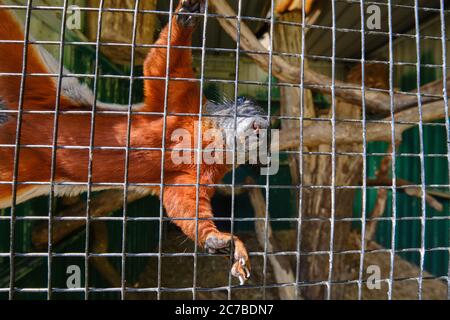 Uno scoiattolo Prevost che sale in alto contro la rete Foto Stock