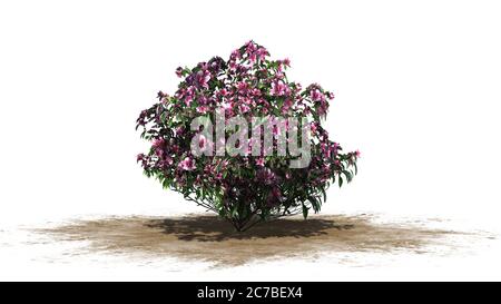 azalea fiori rosa su una zona di sabbia - isolato su sfondo bianco Foto Stock
