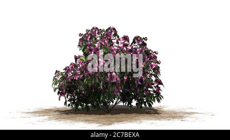 azalea fiori rosa su una zona di sabbia - isolato su sfondo bianco Foto Stock