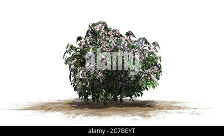 azalea fiori bianchi su una zona di sabbia - isolato su sfondo bianco Foto Stock