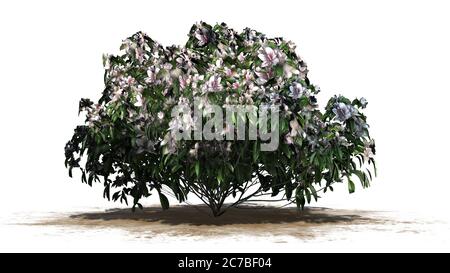 azalea fiori bianchi su una zona di sabbia - isolato su sfondo bianco Foto Stock