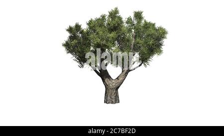 Olivo africano - isolato su sfondo bianco - illustrazione 3D Foto Stock