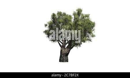 Olivo africano - isolato su sfondo bianco - illustrazione 3D Foto Stock