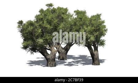 Set di ulivi africani con ombra sul pavimento - isolato su sfondo bianco - illustrazione 3D Foto Stock