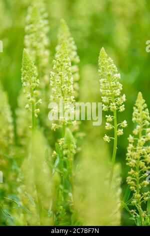 La pianta di tintura, Reseda lutea, mignonette gialle wild mignonette è stata utilizzata per produrre un colorante chiamato saldatura per millenia. Razzo base Foto Stock