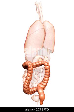 rappresentazione 3d, rappresentazione accurata dal punto di vista medico dell'anatomia dell'intestino crasso Foto Stock