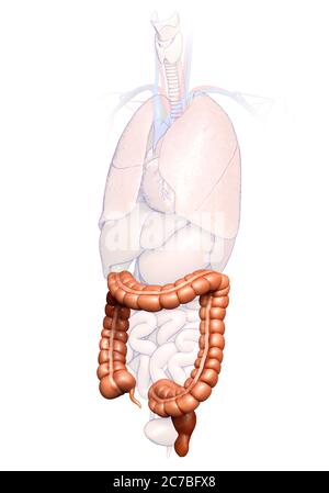 rappresentazione 3d, rappresentazione accurata dal punto di vista medico dell'anatomia dell'intestino crasso Foto Stock