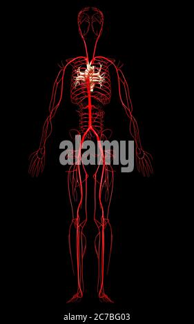 rappresentazione 3d con rappresentazione medica accurata delle arterie Foto Stock