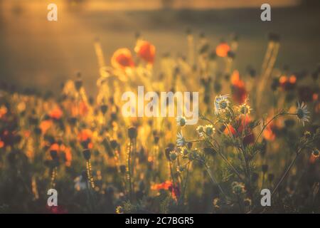 Papaveri e margherite insieme alla luce del tramonto Foto Stock