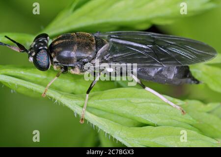 Black Soldier Fly - il nome latino è Hermetia illucens. Primo piano di volare seduto su una foglia. Questa specie è usata nella produzione di proteina. Foto Stock