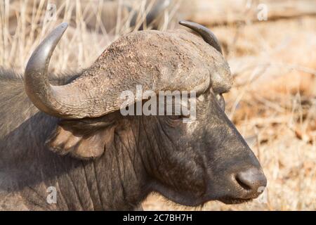 Old Cape Buffalo (sincero caffer) profilo closeup con potenti corna nel Kruger National Park, Sudafrica con bokeh Foto Stock
