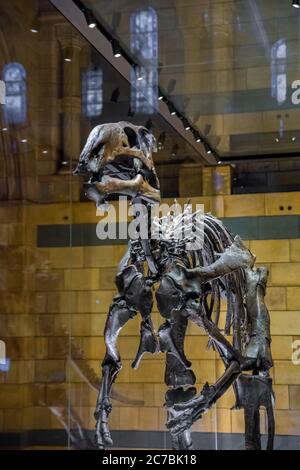 Londra, Regno Unito. Circa agosto 2017. Dinosauro (Mantellissaurus) nel Museo di Storia Naturale di Londra. Foto Stock