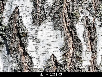 Corteccia di betulla, vista closeup con motivo in legno Foto Stock