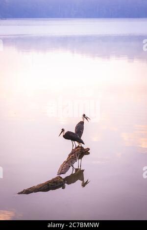 Vista di un nebbiosa lago Nyabikere, con due cicogne a collo di lana (Ciconia episcopus) seduta su un tronco d'acqua all'alba, Rweteera, Fort Portal, Uga Foto Stock