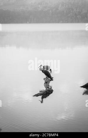 Vista di un nebbiosa lago Nyabikere, con due cicogne a collo di lana (Ciconia episcopus) seduta su un tronco d'acqua all'alba, Rweteera, Fort Portal, Uga Foto Stock