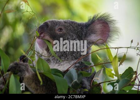 Primo piano di un koala che alimenta le foglie di eucalipto Foto Stock