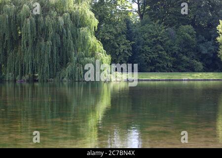 Bellissimo salice si riflette in acqua di lago con spazio copia Foto Stock