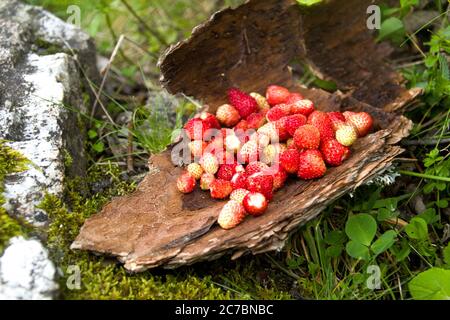 una manciata di fragole selvatiche poste su una crosta di albero Foto Stock