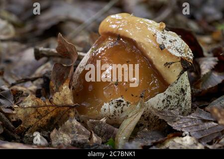 Fase iniziale del fungo del fallo impudico nella foresta decidua. Noto come stinkhorn comune. Funghi gelatinosi nelle foglie. Foto Stock